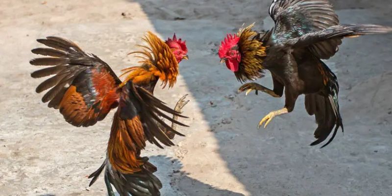 Giới thiệu đá gà 56WIN