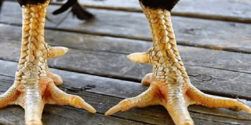 Tổng quan về vảy gà chọi độc – dấu hiệu của chiến kê thượng hạng